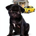Scholastic Puppy Place Childrens Dog Book Kindle Edition-0