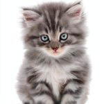 Amazon Digital Services Childrens Baby Animals Book Kindle-0