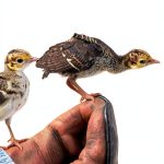 Henry Holt Childrens Bird Book Kindle Nonfiction Animal-0