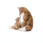 HarperCollins Childrens Baby Animals Book Kindle Edition-0