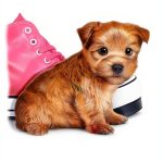 Scholastic Puppy Place Childrens Dog Book Kindle English-0